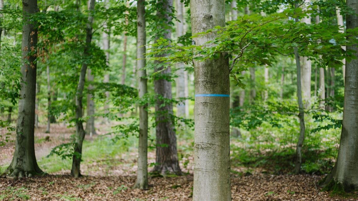 Bestattungsbaum FriedWald Gelnhausen