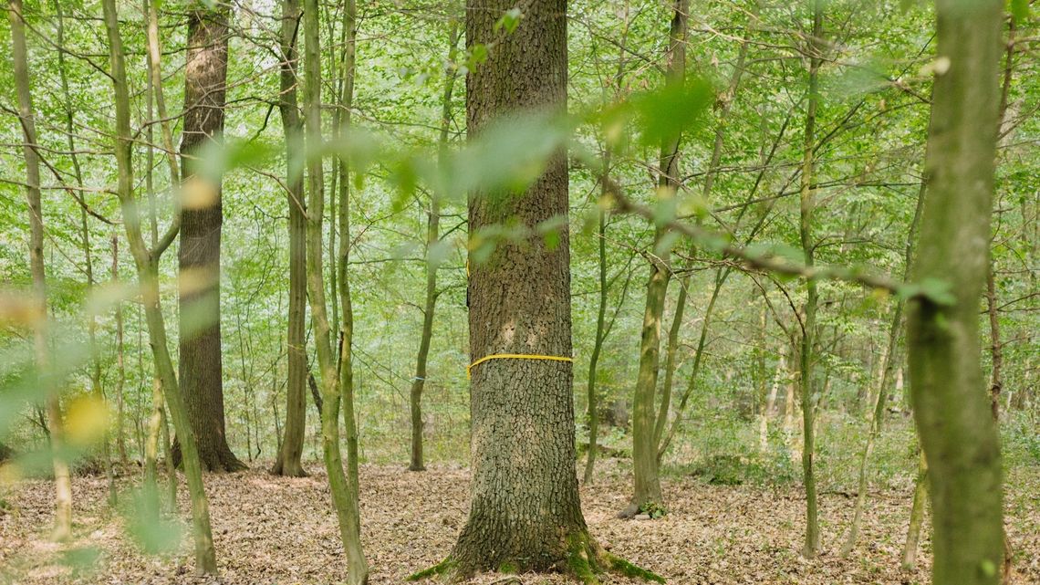 Bestattungsbaum im FriedWald Taunusstein