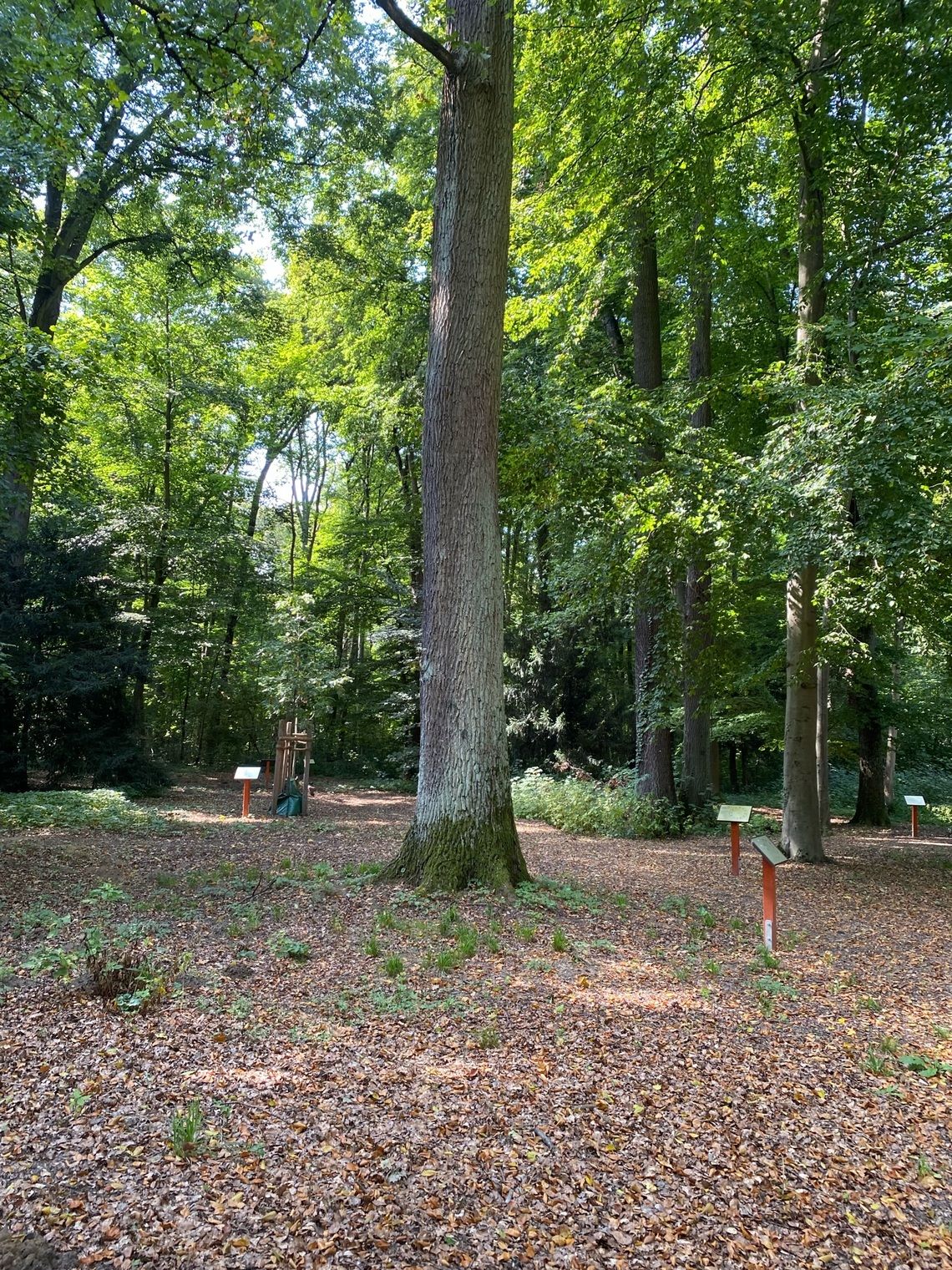 Waldbestattung in Frankfurt