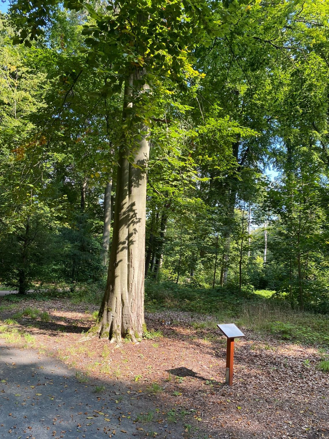 Bestattungsbaum Waldfriedhof Frankfurt Oberrad